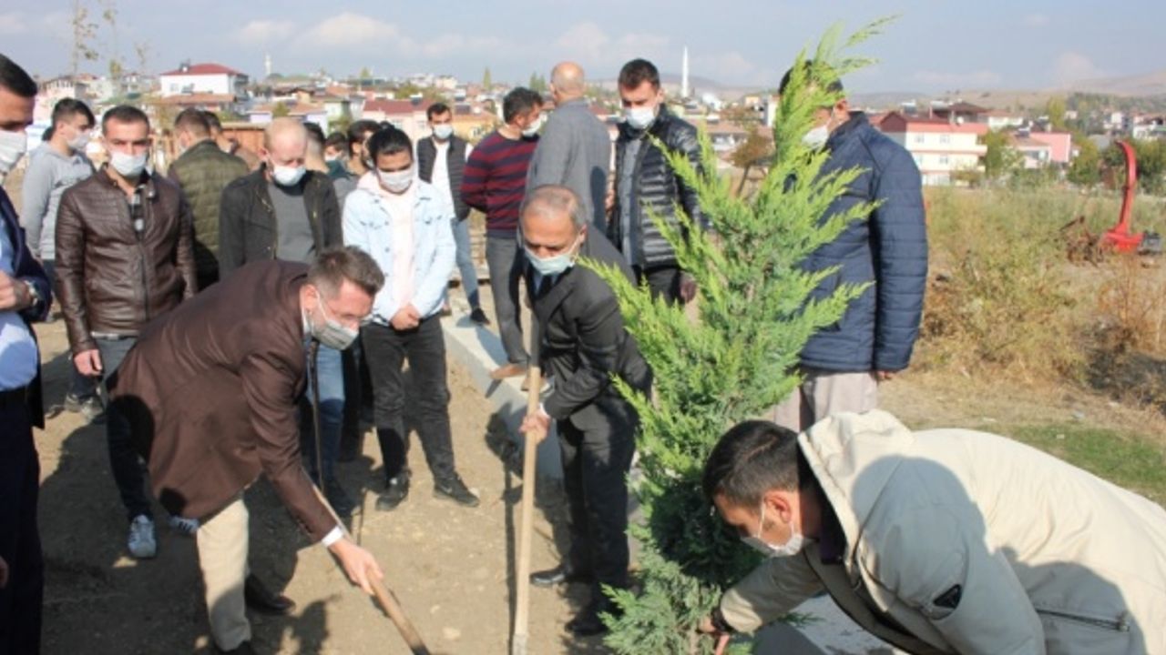 AK Parti Suluova Gençlik Kolları fidan dikti