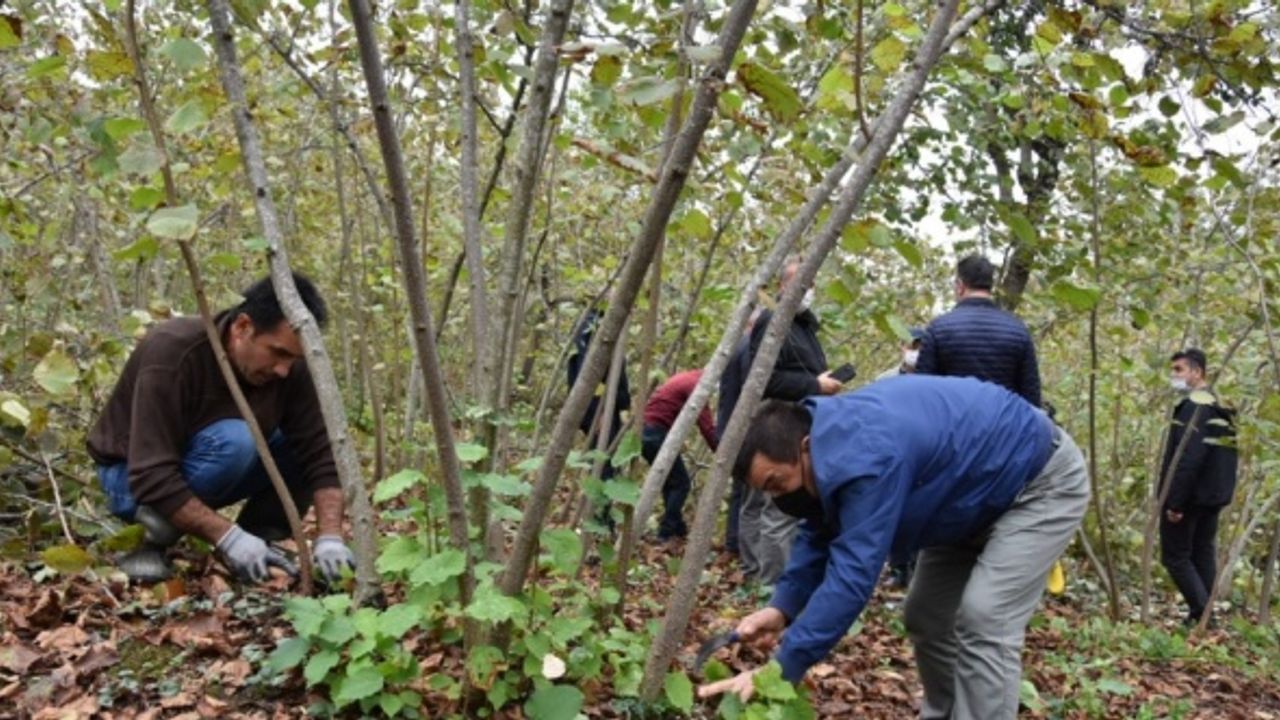 Fındıkta kışlık bakım verim ve kalitenin artmasını sağlıyor