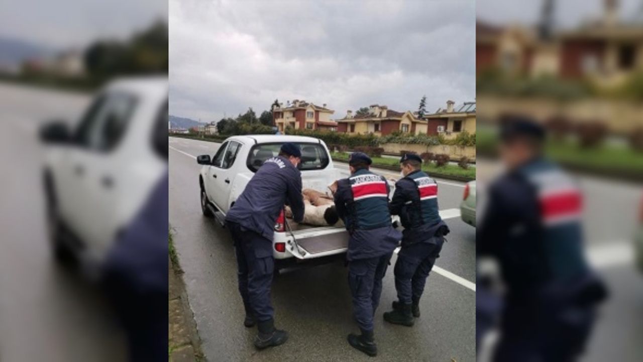Giresun'da ayakları kırılmış köpeğe jandarma sahip çıktı