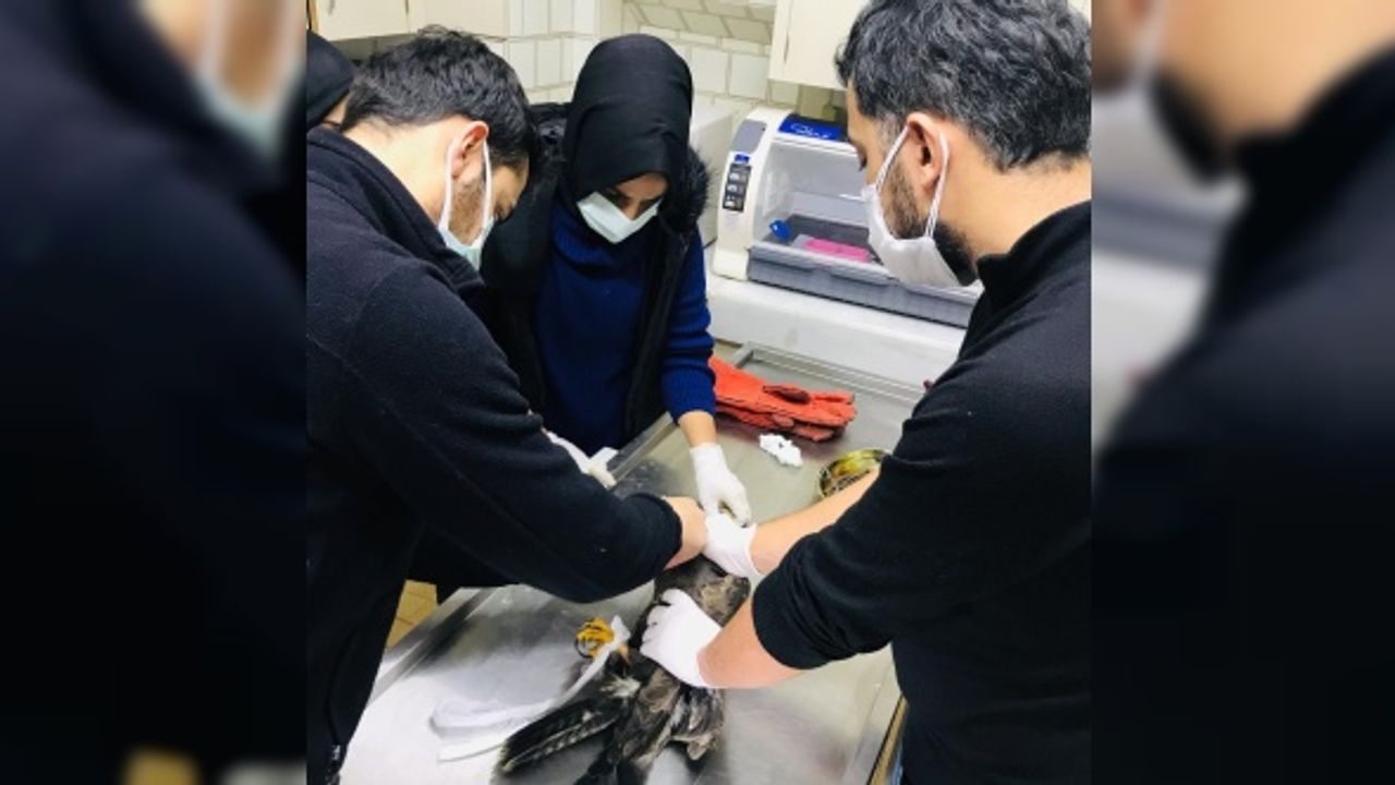 Karabük'te yaralı bulunan şahin tedavi altına alındı