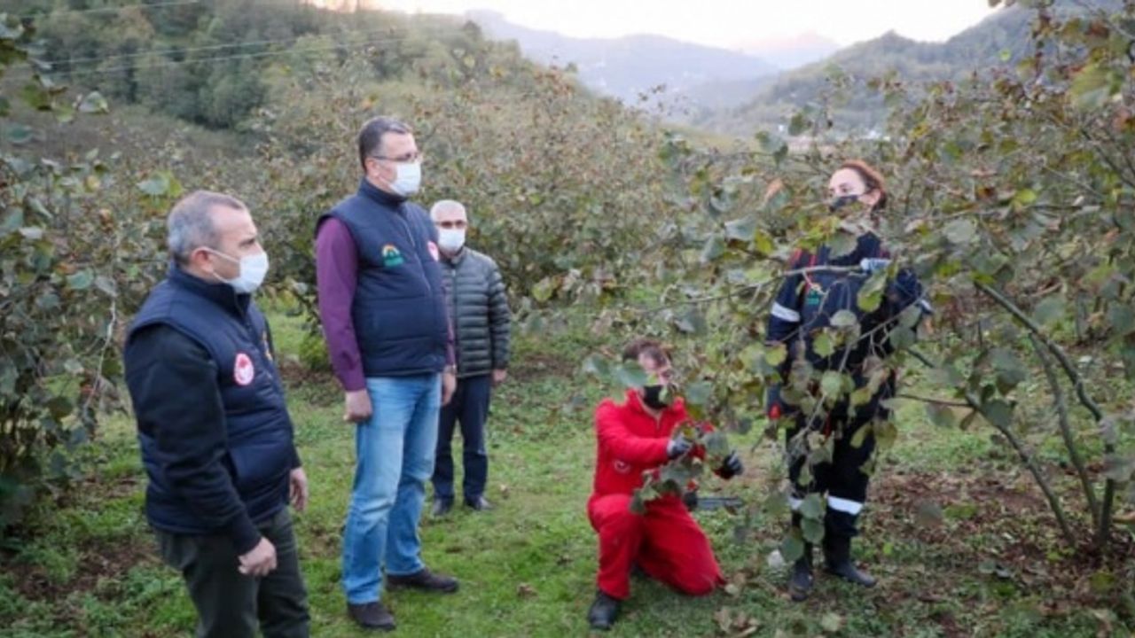 Ordu'da fındık timleri, "örnek" bakımlarıyla verim ve kaliteyi artırıyor