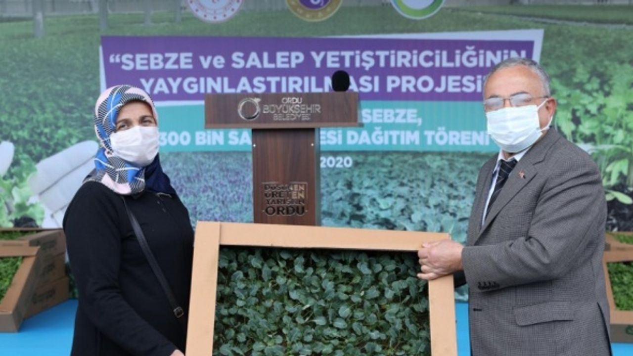 Ordu'da üreticilere 1 milyon kışlık sebze ve 300 bin salep fidesi dağıtıldı