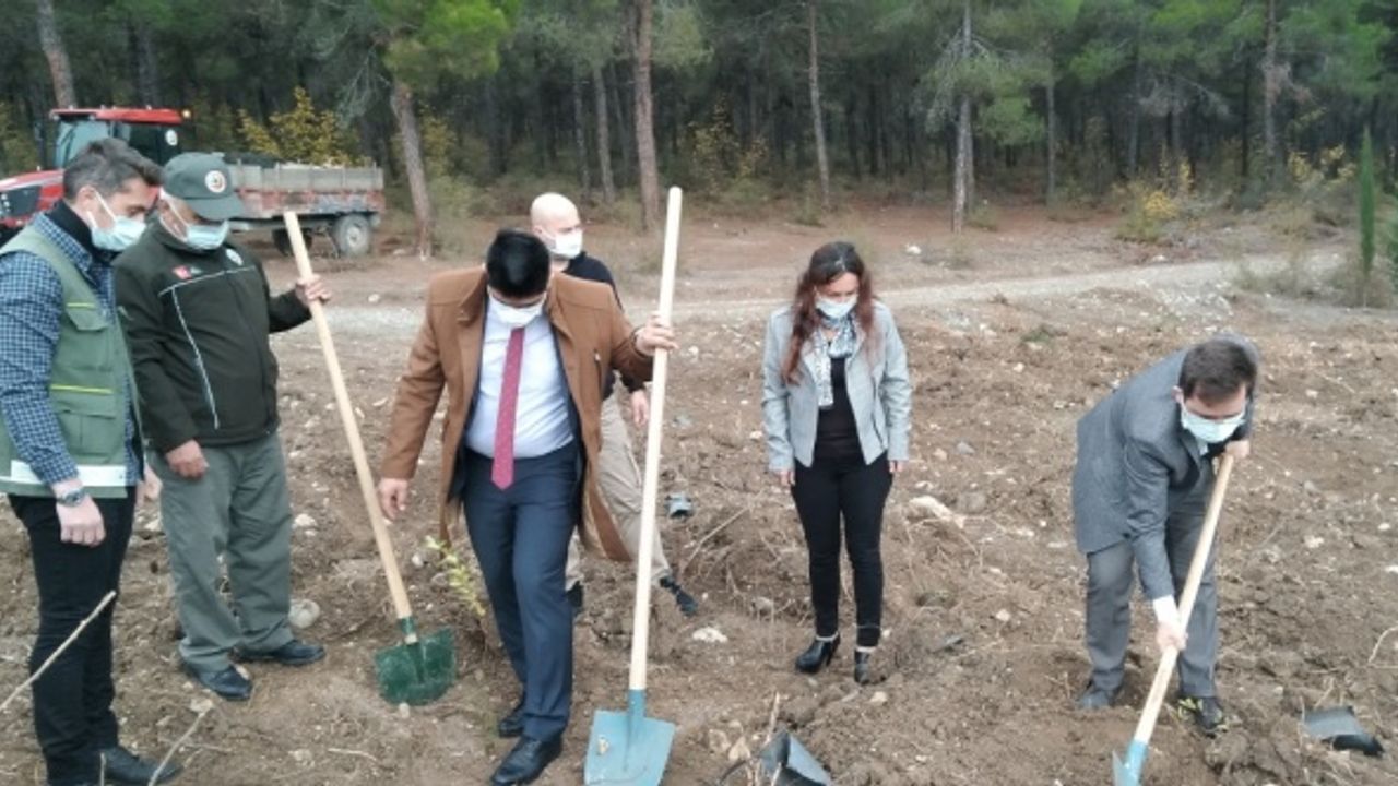 Vezirköprü'de 7 bin 200 fidan toprakla buluşturuldu