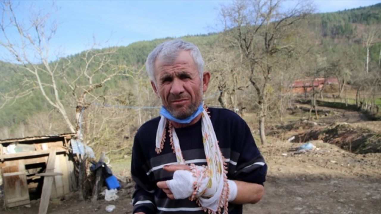 Kastamonu'da ayı saldırısına uğrayan işitme engelli kolundan ve bacağından yaralandı