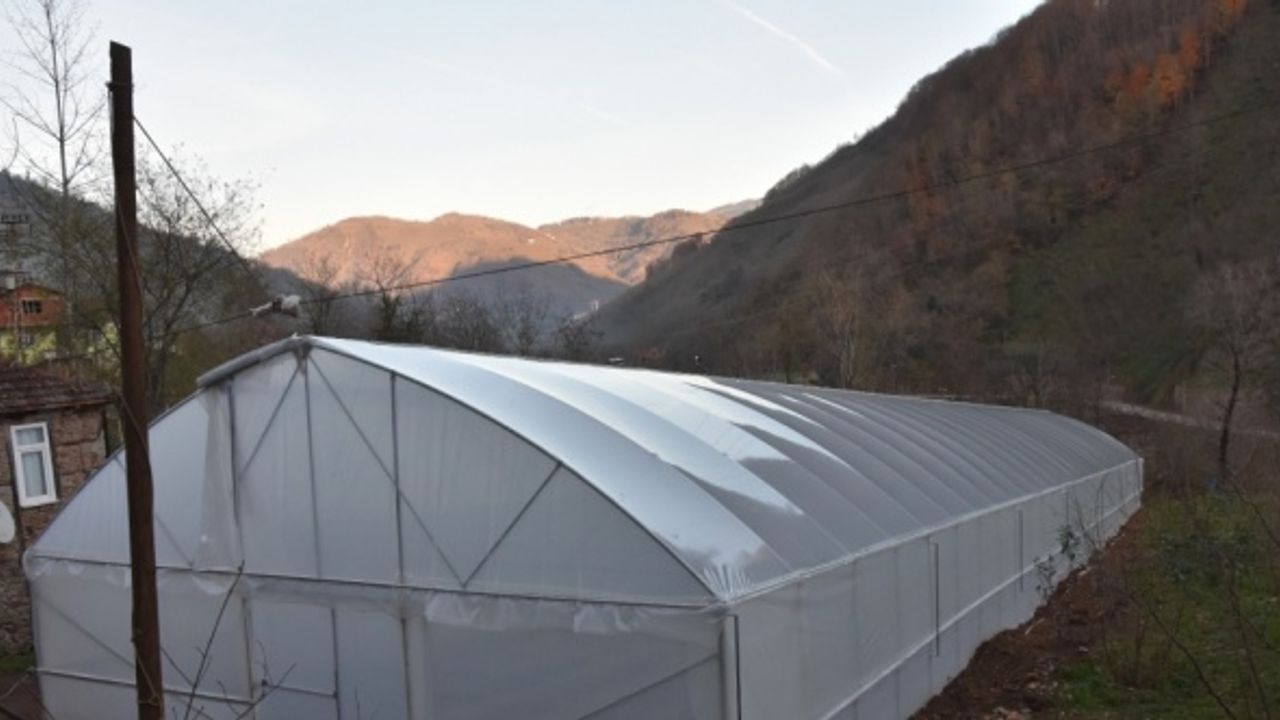 Örtü altı yetiştiriciliğinden Ordu ekonomisine yıllık 30 milyon lira katkı sağlanıyor