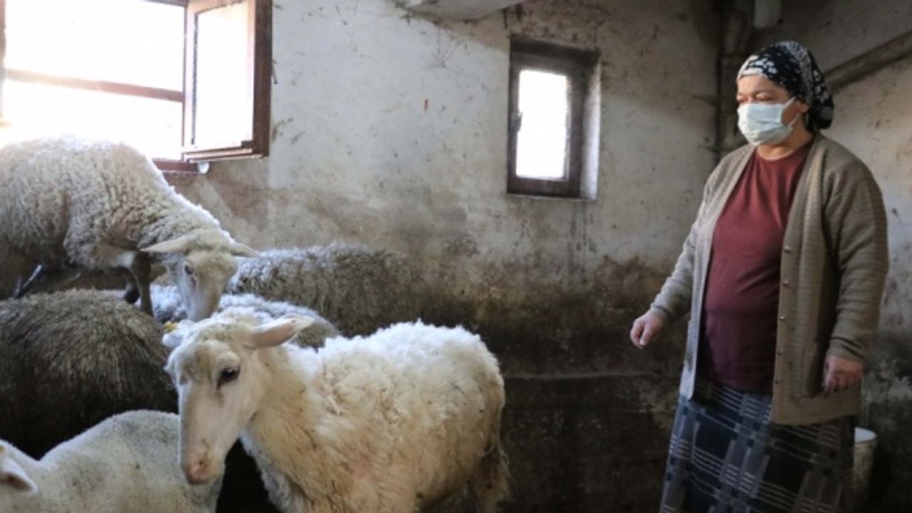 Dar gelirli ev hanımı devlet desteğiyle koyun yetiştiricisi oldu