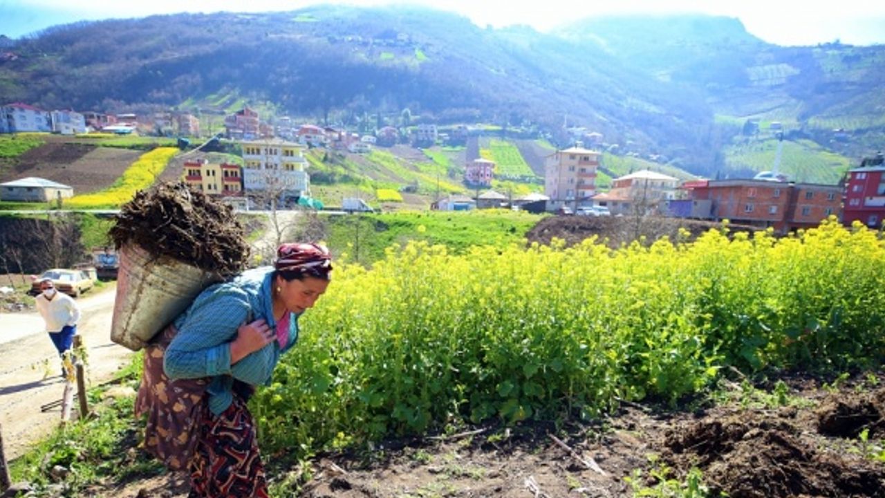 Doğu Karadeniz'de çiftçiler, ilkbaharın gelmesiyle tarlalarında temizliğe başladı