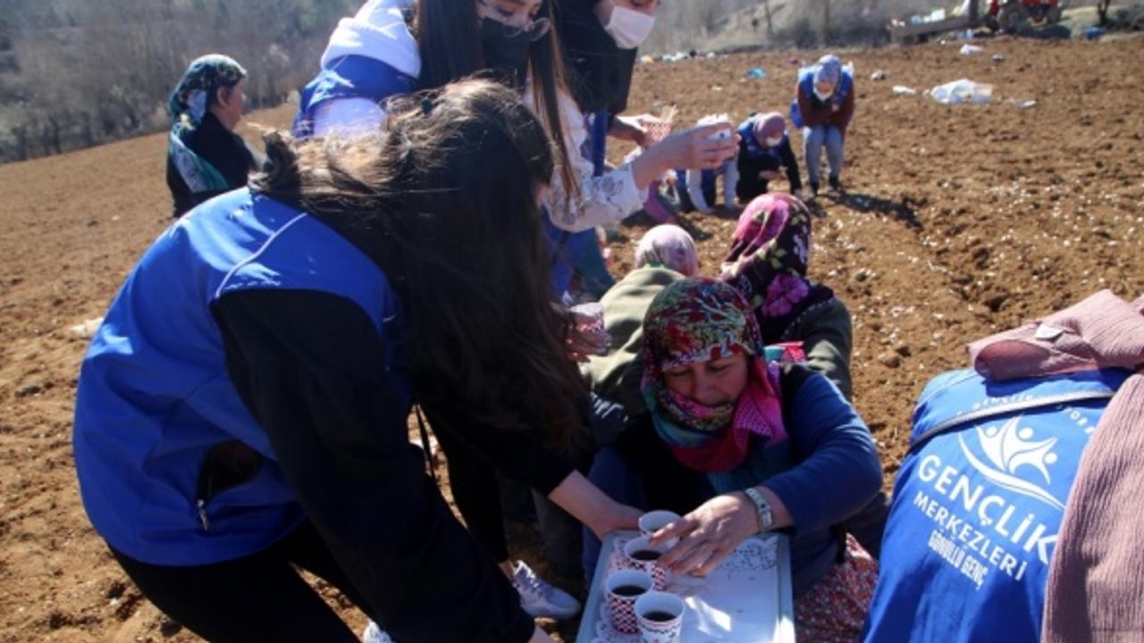Gönüllü gençler imece usulüyle Taşköprü sarımsağını toprakla buluşturdu