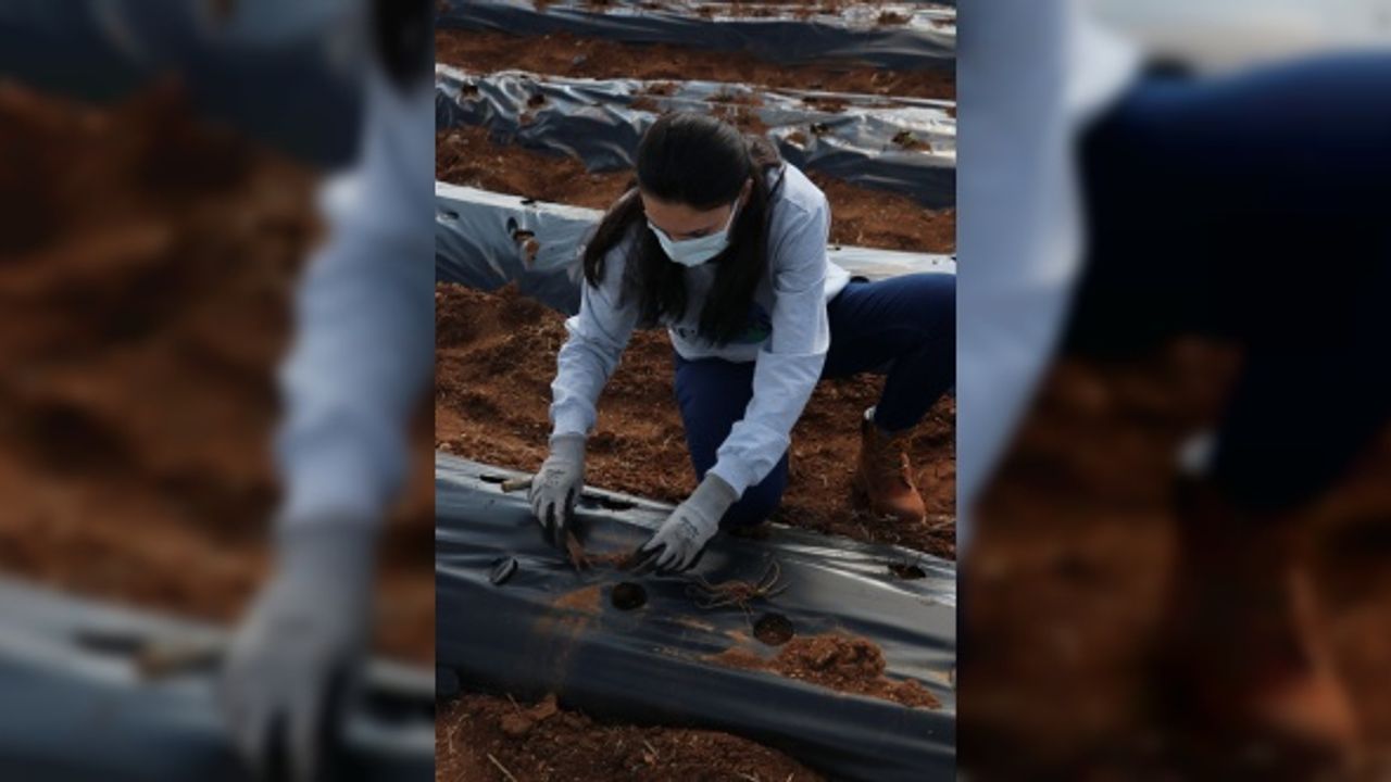 Kastamonu'da çilek üretimine başlayan kadın girişimci, ürünlerini Malezya'ya göndermeyi planlıyor
