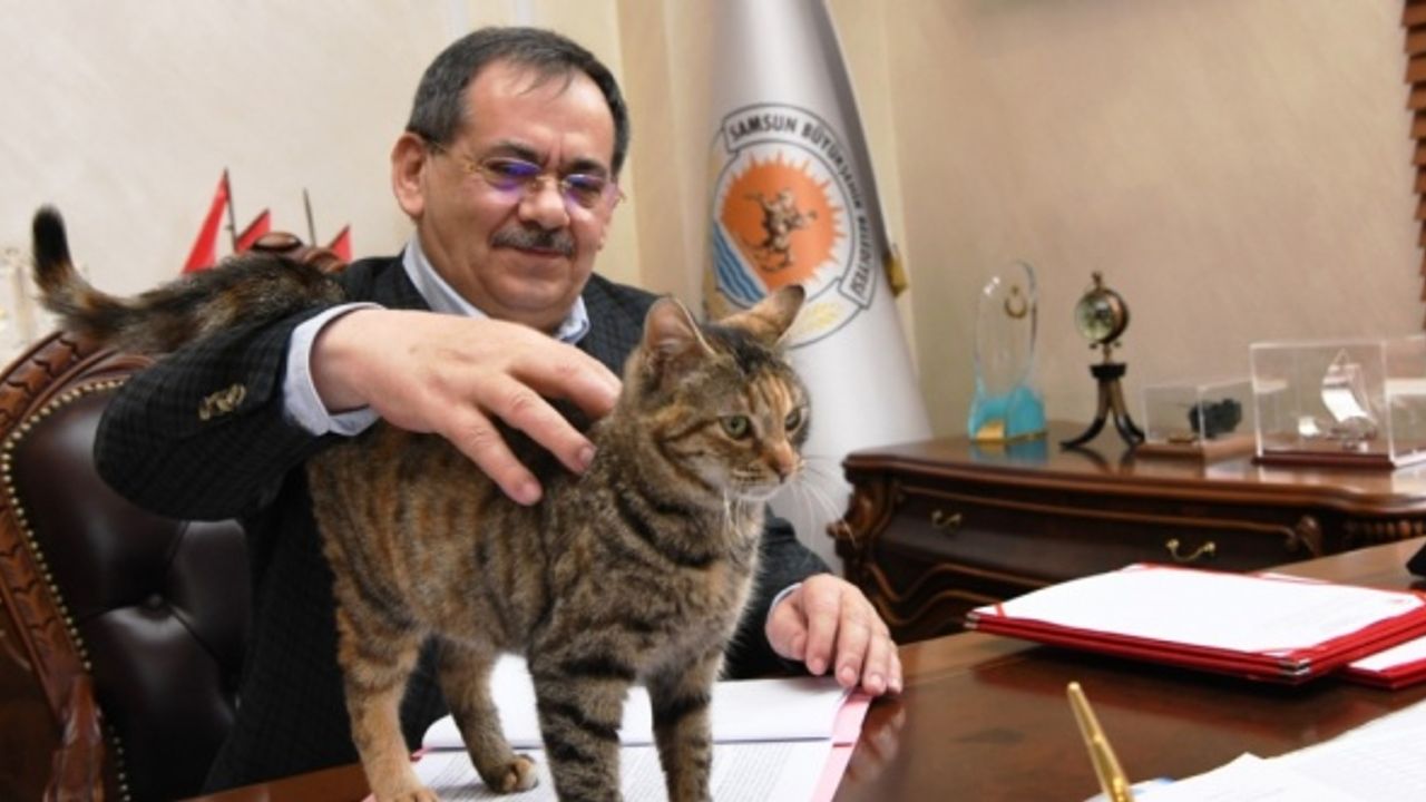 Samsun Büyükşehir Belediye Başkanı Demir sahiplendiği kediye makamında bakıyor