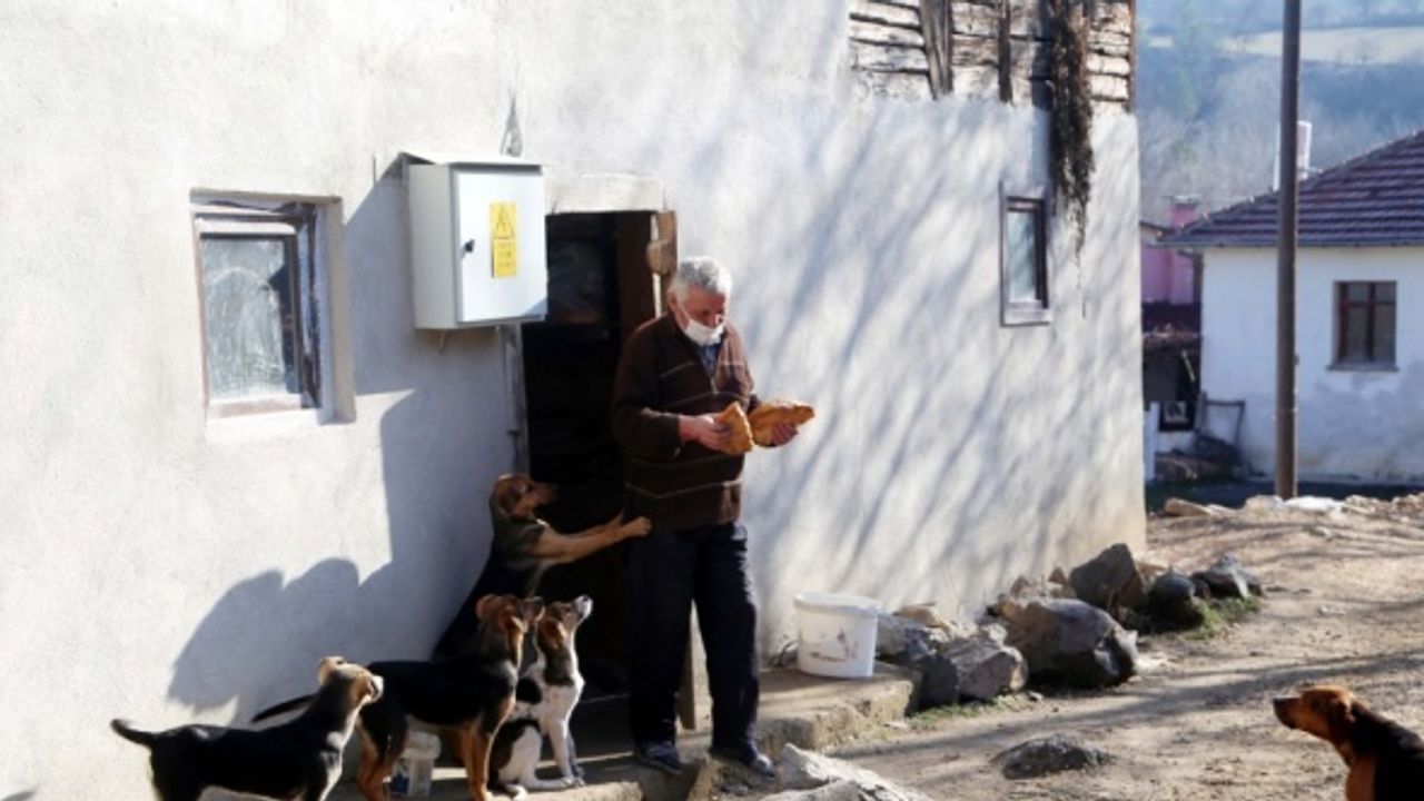 Sokak köpeklerine sıcak yuva sunmak için köyden ayrılmadı