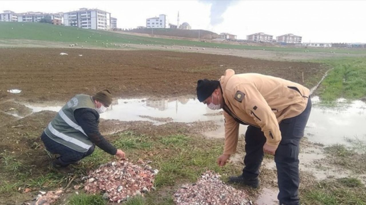 "Baharın müjdecisi" leylekler için Karabük'teki konaklama alanlarına yem bırakıldı