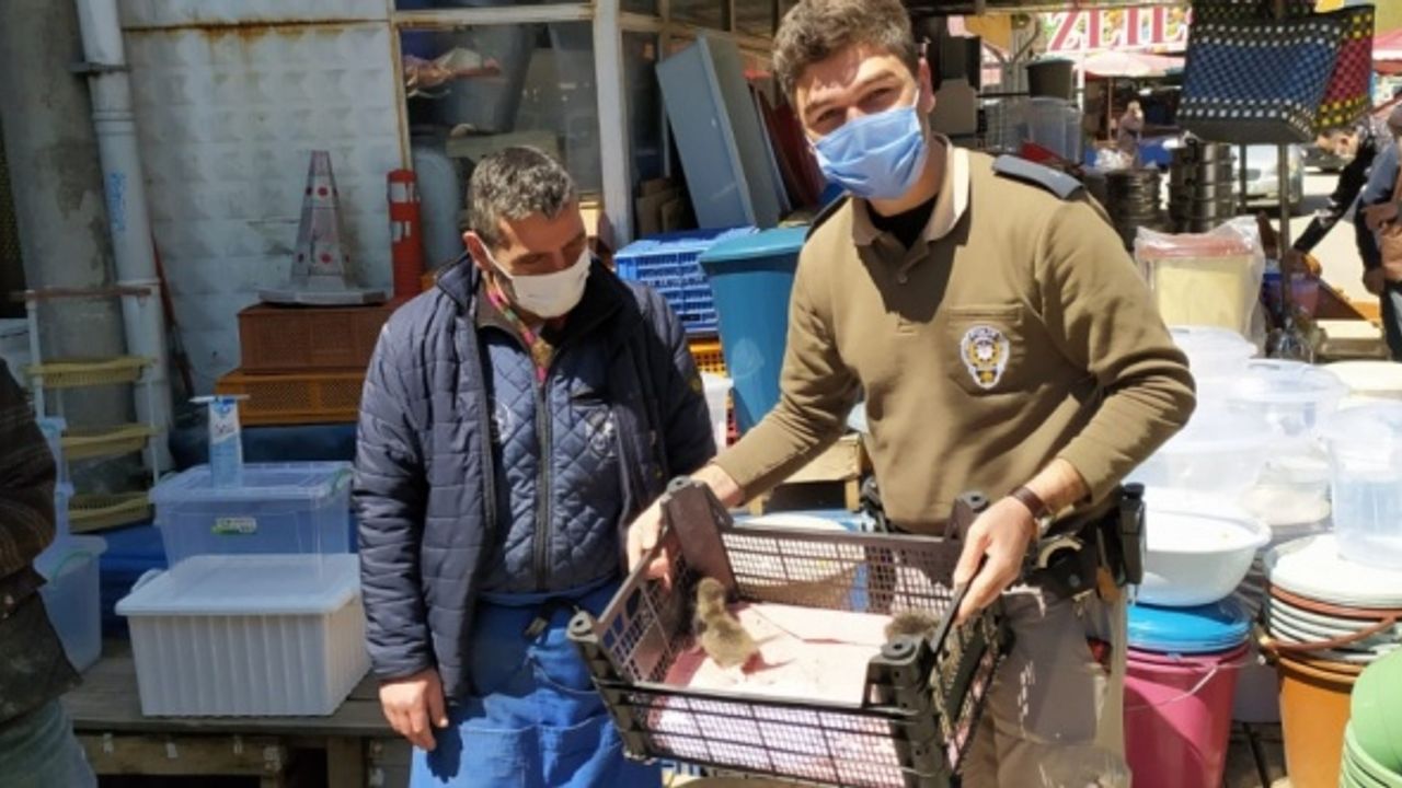 Bolu'da 4 yavru kedi tedavi altına alındı