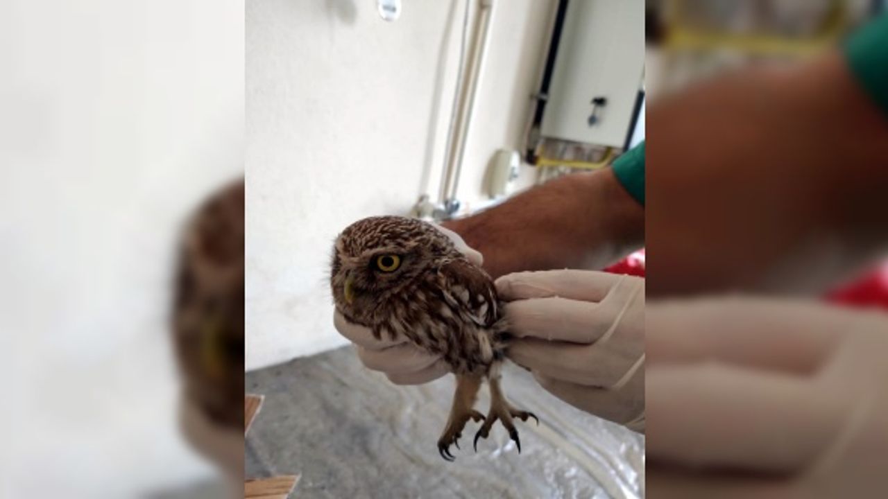 Karabük'te bitkin halde bulunan kukumav kuşu tedavi altına alındı
