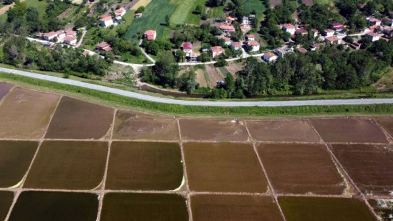 Bafra Ovası'nda 150 bin dekar alanda çeltik ekildi
