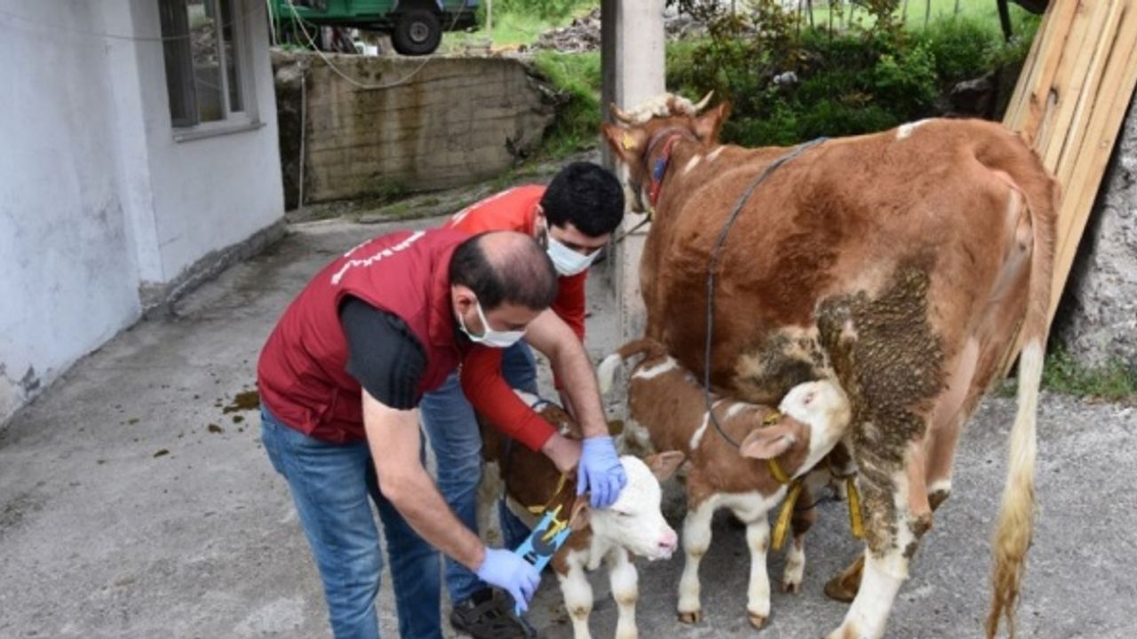 Ordu'da üçüz doğuran ineğin sahibine altın hediye edildi