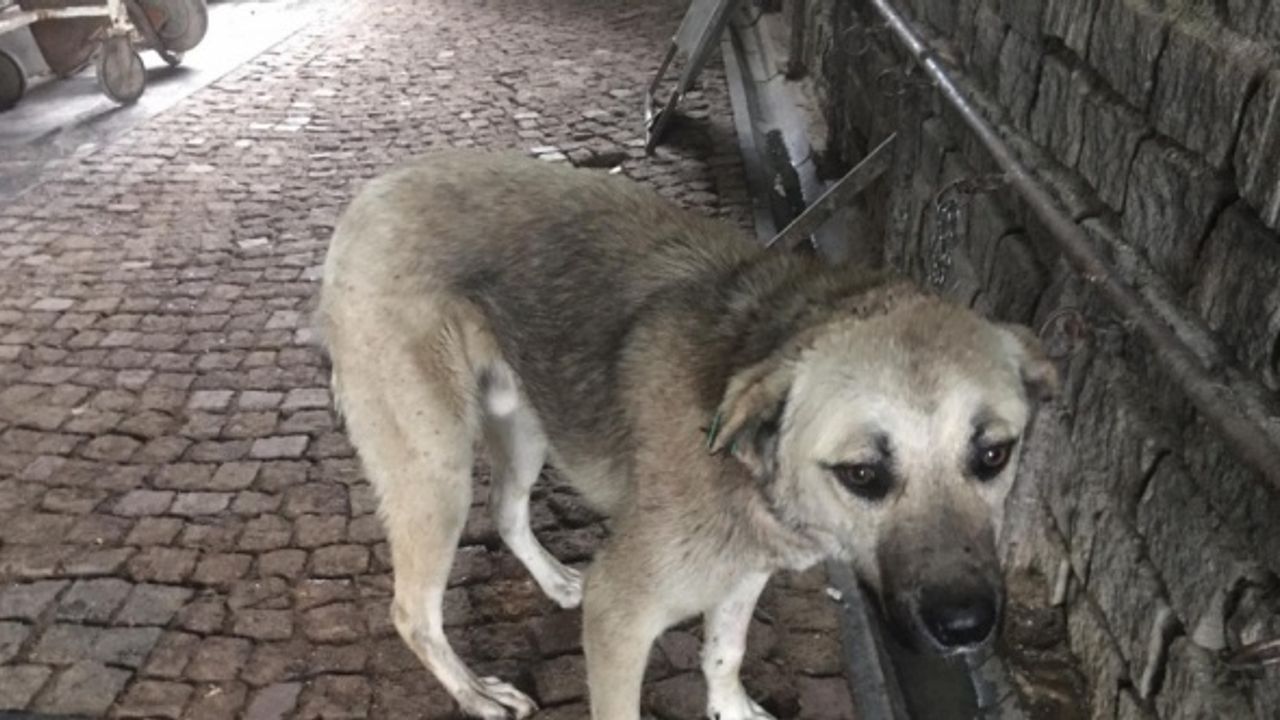 Samsun'da biri kulakları kesilmeye çalışılırken bulunan diğeri hasta iki sokak köpeği sağlığına kavuşturuldu