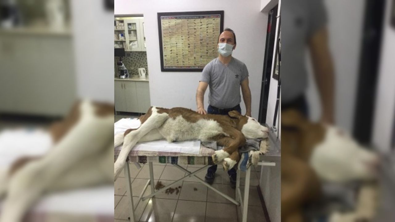 Zonguldak'ta anüsü kapalı doğan buzağı cerrahi müdahaleyle sağlığına kavuştu