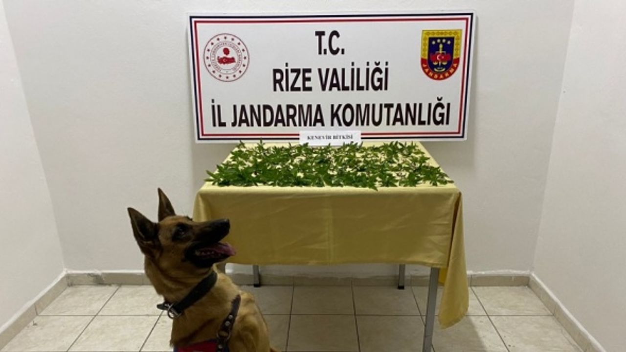 Rize'de çatı katında ekili 160 kök Hint keneviri ele geçirildi