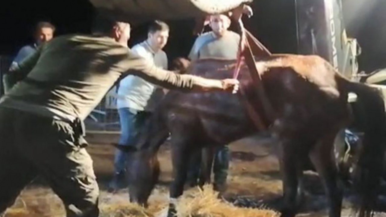 Hopa'da bir tır dolusu at yine ölüme terk edildi