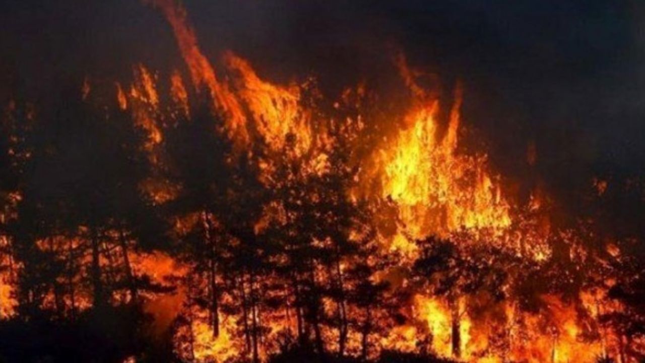 Karadeniz'de orman yangını!