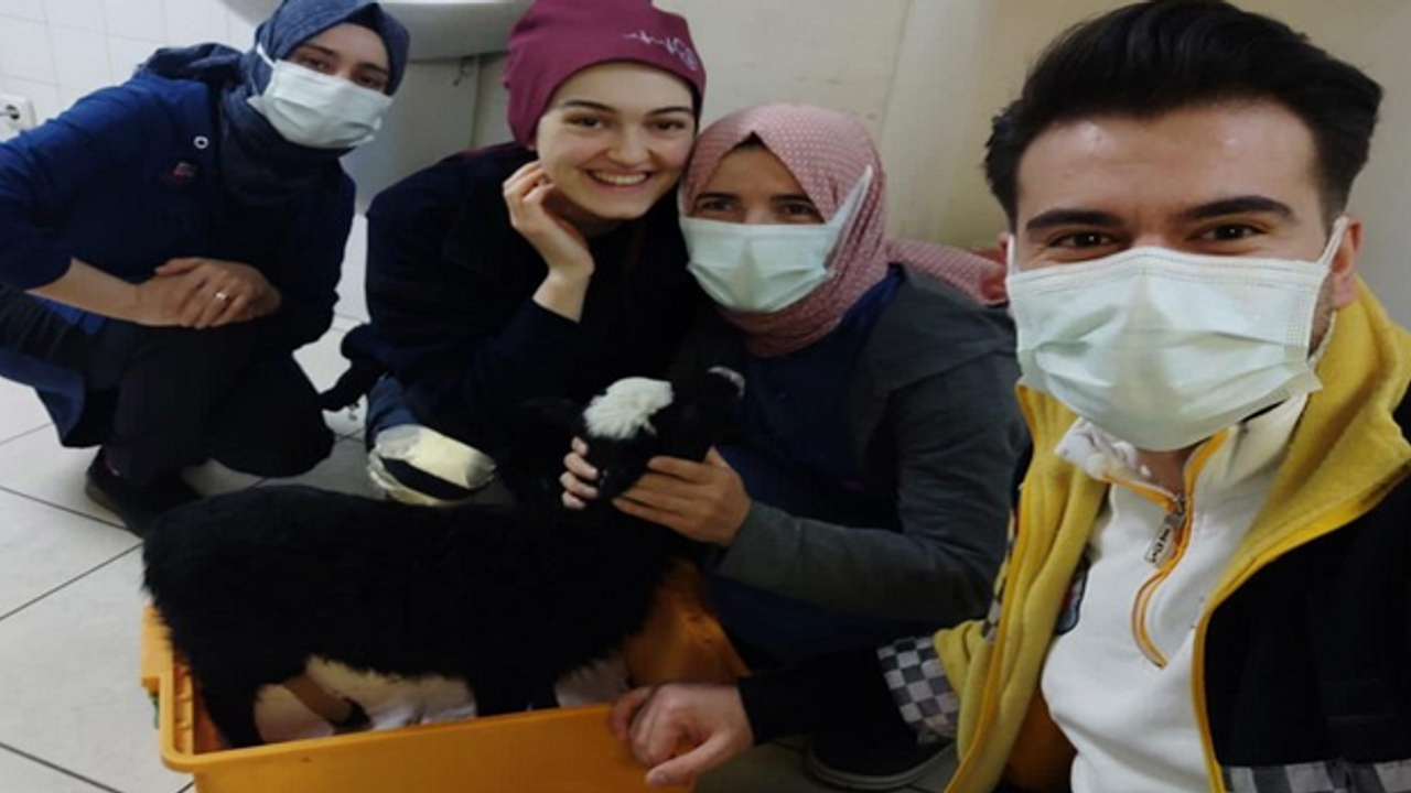 Veteriner bulamayan kuzu devlet hastanesinde tedavi edildi