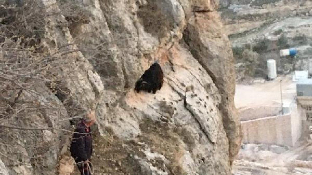 Nusaybin’de kayalıklarda mahsur kalan keçiyi itfaiye ekipleri kurtardı