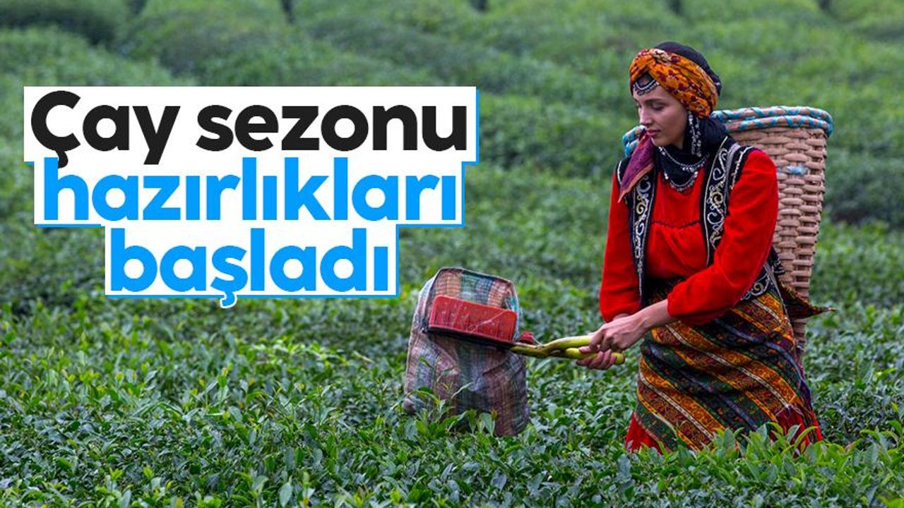 Doğu Karadeniz'de 2022 yaş çay sezonu hazırlıkları başladı