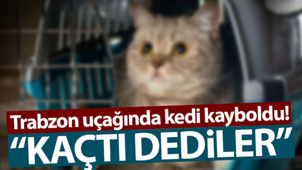 Trabzon uçağında kedi kayboldu!