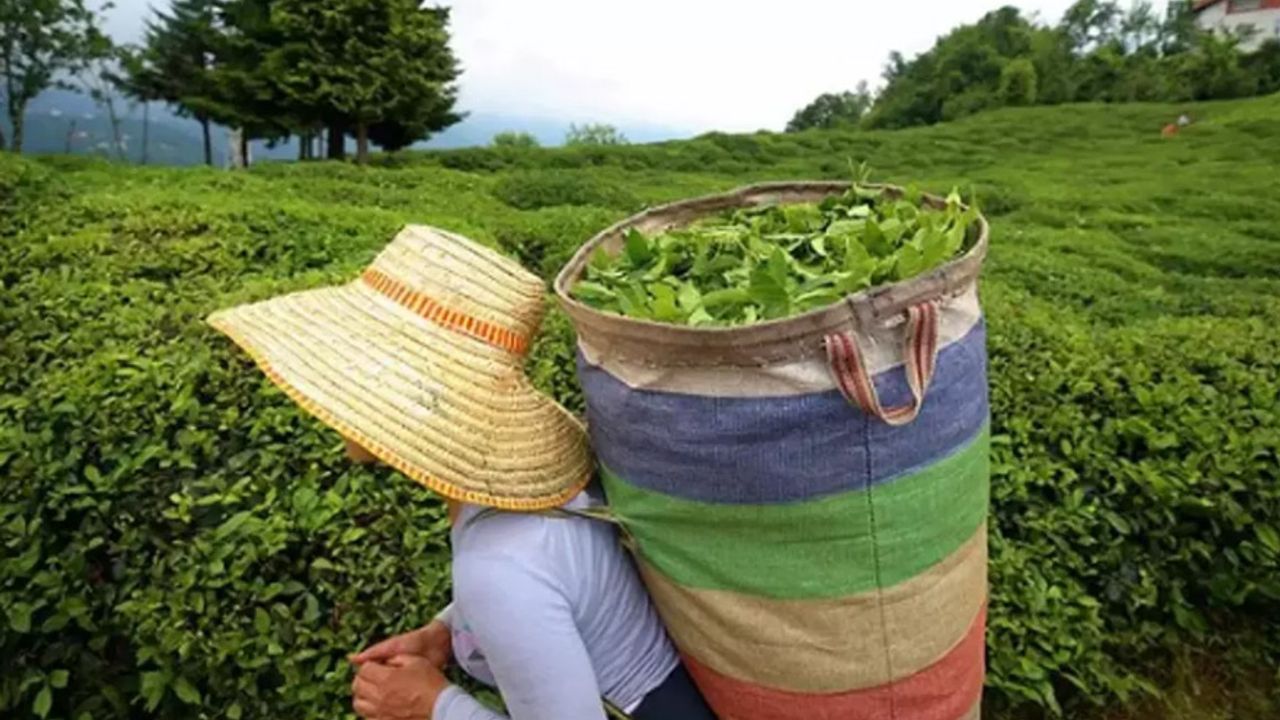 Doğu Karadeniz'de çay göçü yoğunluğu başladı