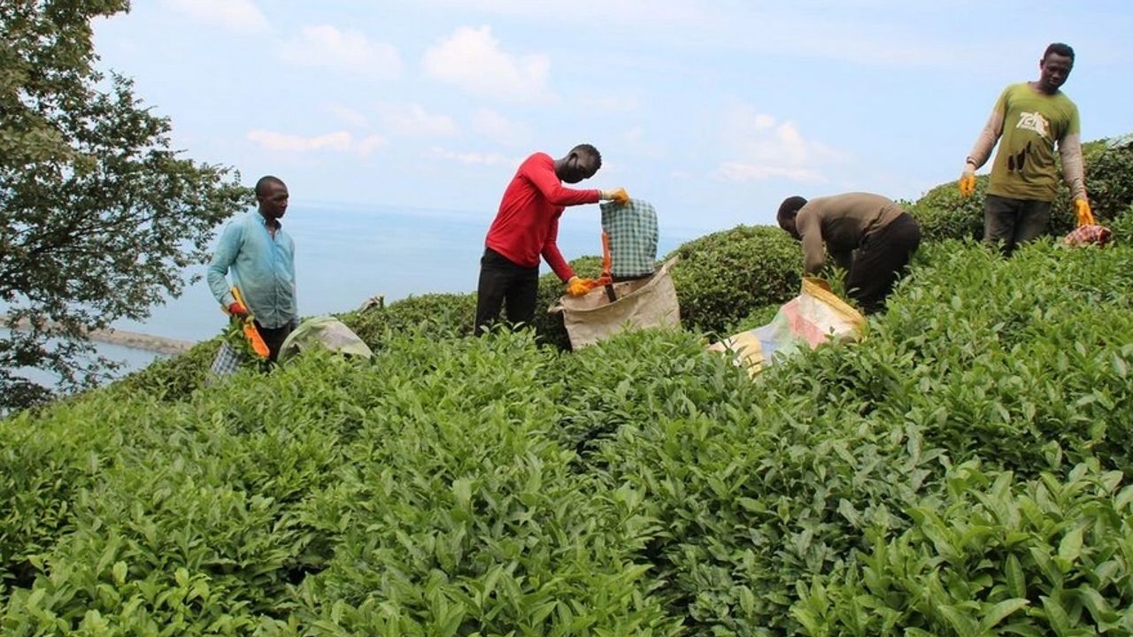 Çay işçilerinin fiyatı giderek artıyor