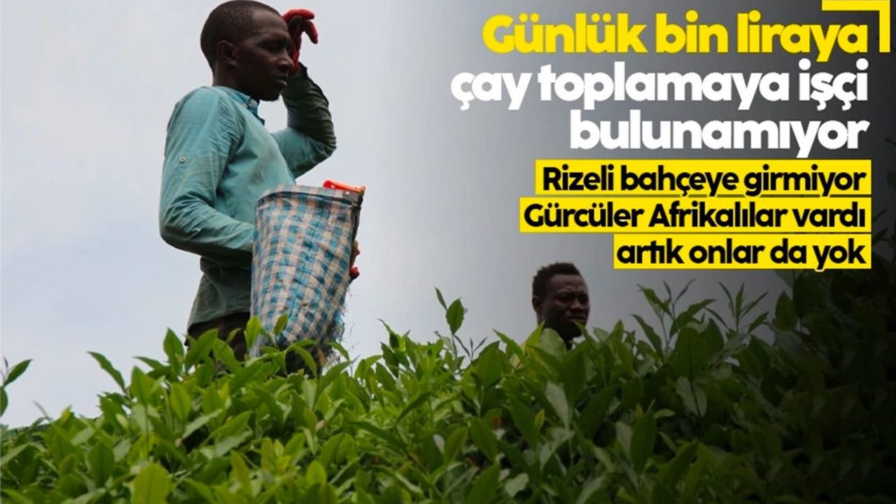 Çay hasadında işçi sorunu: Gençler bahçeye inmiyor