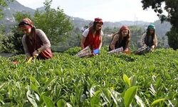 Çay üreticileri nasıl izin alacak? İçişleri Bakanlığı genelge gönderdi