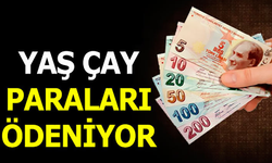 Çay Üreticilerine Müjde! Mayıs Ayı Çay Paralarını Ödüyor