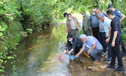 Rize'de 15 bin alabalık dereye bırakıldı