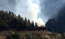 Artvin'de ormanlık alanda yangın