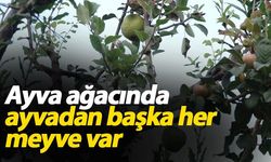 Ayva ağacında ayvadan başka her meyve var