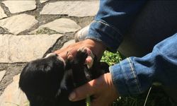 Bartın'da hayırsever kadın köpek yavrularını suni teneffüsle hayata döndürdü