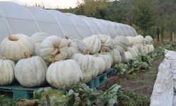 Bartın'da yetiştirilen 50 kilogramlık kabaklar ilgi görüyor