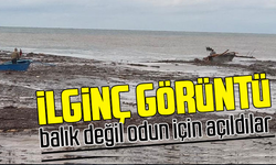 Deniz'den Balık Değil Odun Topladılar