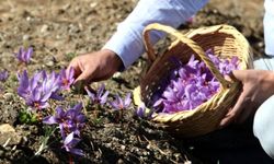 Karadeniz'de safranın hasadı başladı Kilosu 40 bin liradan satılıyor.