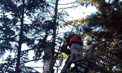 Ağaçta ayağına ip dolanan güvercini itfaiye ekipleri kurtardı