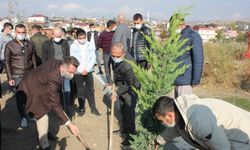 AK Parti Suluova Gençlik Kolları fidan dikti