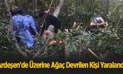 Ardeşen'de Üzerine Ağaç Devrilen Kişi Yaralandı