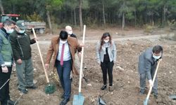 Vezirköprü'de 7 bin 200 fidan toprakla buluşturuldu