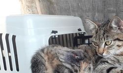 Yaralı sokak kedisinin yeni yuvası "Kedi Kasabası"