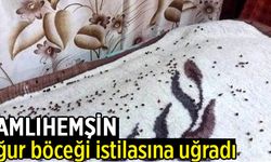 Rize'de vatandaş isyan etti: Arı kovanlarımıza zarar veriyor