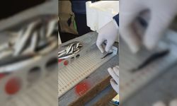 Zonguldak'ta limit dışı avlanan 30 ton hamsiye el kondu