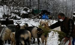 Artvin'de yaylacılar kar yağışı üzerine köylere dönmeye başladı