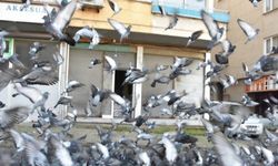 Sokağa çıkma kısıtlamalarında da güvercinleri beslemeyi ihmal etmiyor